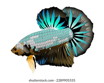 Beta ornamental fish vector design with vibrant and beautiful colours on each side.