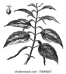 Betel also known as Piper betle, leaves, vintage engraved illustration of Betel leaves.