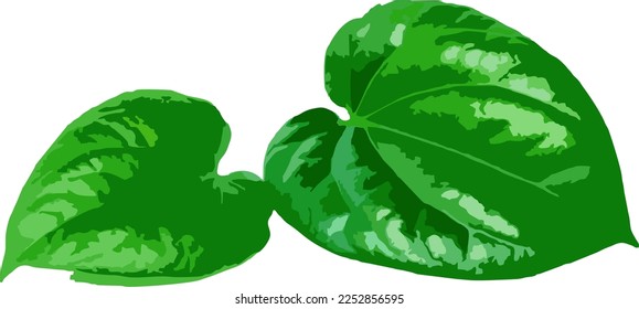 betel leaf vector that is still green