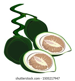 Betel nut, Areca nut, tropical palm, fresh green and cut in half, Asian plant for chewing like a cigarette, and prepared for sacrifice Isolated on white background