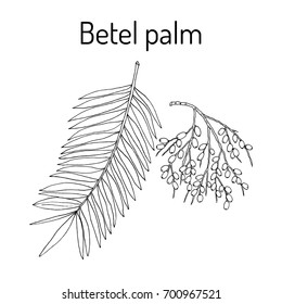 Betel palm (Areca catechu), or Indian nut, medicinal plant. Hand drawn botanical vector illustration