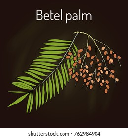 Betel palm (Areca catechu), or Indian nut, medicinal plant. Hand drawn botanical vector illustration