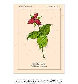 Beth Root (Trillium Erectum), Or Wake-robin, Medicinal Plant. Hand Drawn Botanical Vector Illustration