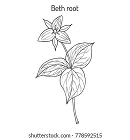 Beth Root (Trillium erectum), or wake-robin, medicinal plant. Hand drawn botanical vector illustration