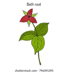 Beth Root (Trillium Erectum), Or Wake-robin, Medicinal Plant. Hand Drawn Botanical Vector Illustration