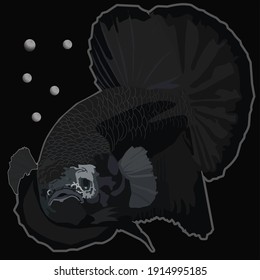 betta black samurai fish or fighting fish in the aquarium, Indonesian people call it (Ikan Cupang), as a template, background or print. vector illustration.