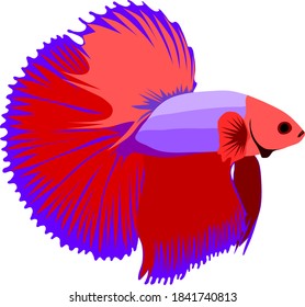Betta fighting fish drawing on white
