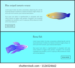 Betta Fish And Blue Striped Tamarin Wrasse With Unique Pattern And Fins. Sealife Species Of Seas And Oceans, Diverse Fauna Set Vector Illustration