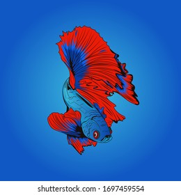 Betta fish are bright blue and red very beautiful isolated in a blue background