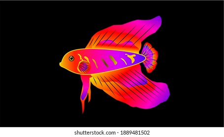 Betta fish - colorful and beautiful