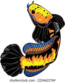 The betta fish, with a combination of yellow and blue