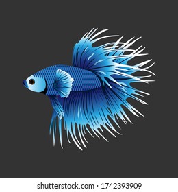 Betta Splendens Bilder Stockfotos Und Vektorgrafiken Shutterstock