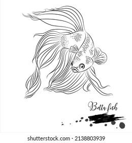 Betta fish, freshwater fish, realistic sketch vector illustration 