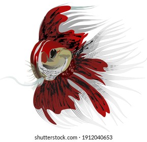 betta fish front view with a beautiful tail flick. Fighting fish in red and white