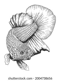 Dibujo gráfico del vector del bosquejo a mano de peces Betta