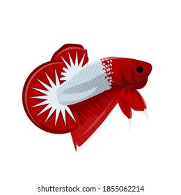 Betta fish hellboy siamesse vector for logo