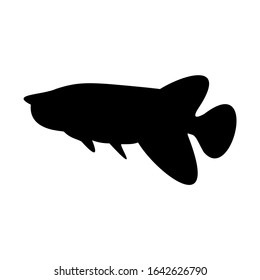 Betta Fish icon silhouette vector illustration eps 10