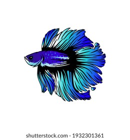 Betta fish images, beautiful Betta fish images give a luxurious impression, it can be used for logos, books, posters, flyers, advertisements, billboards, stickers.