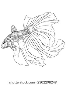 betta fish line hand drawing black and white coloring page design also known as siamese fighting fish drawing for coloring book