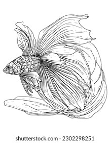 betta fish line hand drawing black and white coloring page design also known as siamese fighting fish drawing for coloring book