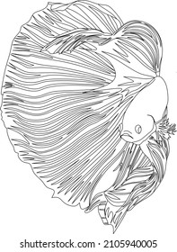 ilustración del esquema de peces betta. gráficos vectoriales. peces tropicales. Pescado combativo siamés