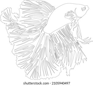 betta fish outline illustration. vector graphics. tropical fish. Siamese fighting fish