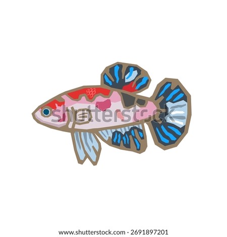 Betta fish plakat koi galaxy super rare