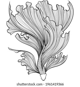 Betta fish or Siamese fighter fish in hand drawn line art style. Decorative goldfish veiltail. Illustration isolated on white background. Tattoo art design, coloring book page