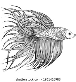 Betta fish or Siamese fighter fish side view in hand drawn line art style. Decorative goldfish veiltail. Illustration isolated on white background. Tattoo art design, coloring book page