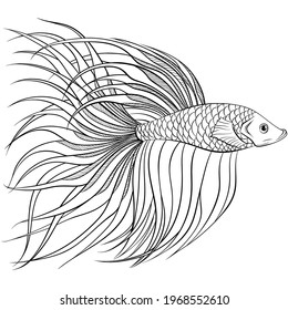 Betta fish or Siamese fighter fish side view in simple hand drawn line art style. Decorative goldfish veiltail. Illustration isolated on white background. Tattoo art design, coloring book page