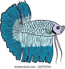 betta fish or Siamese fighting fish isolated on white background