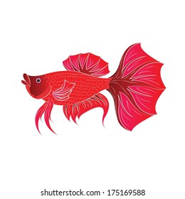 Betta fish or Siamese fighting fish isolated on white background