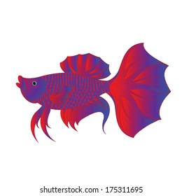 Betta fish or Siamese fighting fish isolated on white background