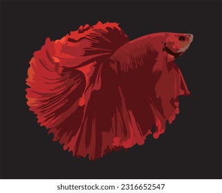 Betta fish, siamese fighting fish, betta splendens (Fullmoon betta\r)isolated on black background