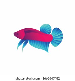 Betta fish with a simple concept