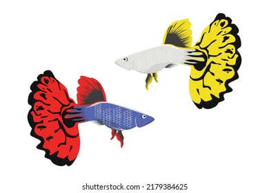 betta fish vector illustration, animal vector