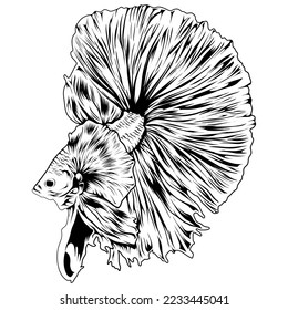 Betta fish vector illustration art