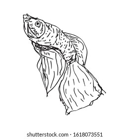 Betta Fish Vector Illustration. beautiful Fighting fish, Hand drawing Siamese fighting fish.