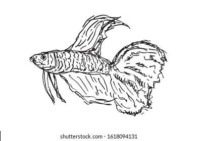 Betta Fish Vector Illustration. beautiful Fighting fish, Hand drawing Siamese fighting fish.