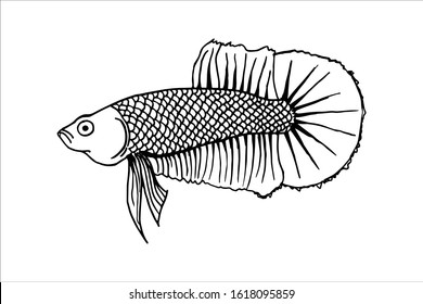 Betta Fish Vector Illustration. beautiful Fighting fish, Hand drawing Siamese fighting fish.