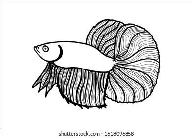 Betta Fish Vector Illustration. beautiful Fighting fish, Hand drawing Siamese fighting fish.