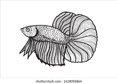 Betta Fish Vector Illustration. beautiful Fighting fish, Hand drawing Siamese fighting fish.