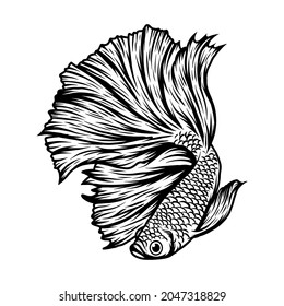 betta fish vector illustration, beautiful fish to beat and use