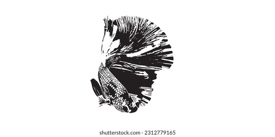 Betta fish vector illustration isolated on white background.
