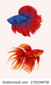 Betta Fish Vector Illustration. Red and Blue Beta Fish.