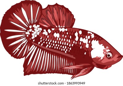 Betta Fish Vector Illustration with red color