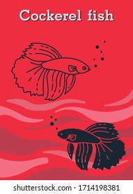 Betta Fish Vector Illustration. Siamese Fighting Fish. Betta Splendens.cockerel fish