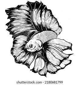 betta fish vintage line art , ilustración vectorial, color negro y blanco.