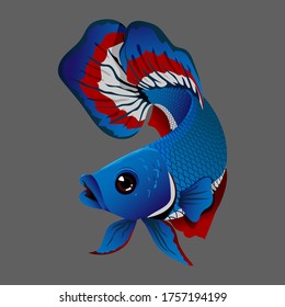 Betta fish the winner three color.