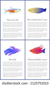 Betta and neon tetra fishes set isolated on white backdrop, blue striped tamarin with filamented flasher wrasse relative, color vector illustrations